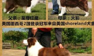 边境牧羊犬是哪国的 纯种边境牧羊犬价格