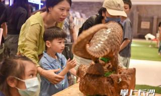 鹁鸪是保护动物吗 长沙小动物保护协会